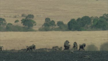 troupe of baboons forage on burnt area