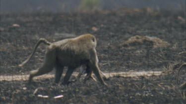 big make baboon carries Thompson's gazelle calf carcass in jaw walking with troupe