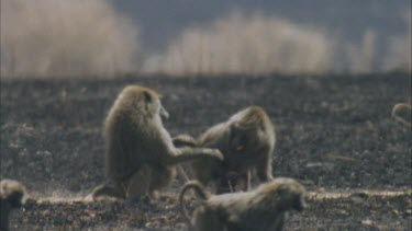 two baboons squabble aggression