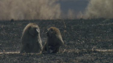 two baboons squabble over gazelle carcass