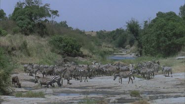 big herd zebra herd drinks at stream