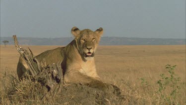 lioness atop ant mound