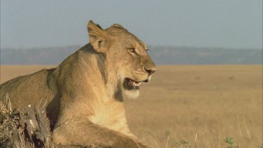 lioness atop ant mound yawns panting