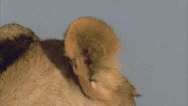 lioness atop ant mound ears eyes