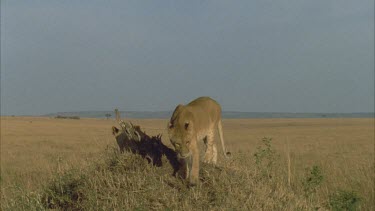 lioness atop climb down ant mound followed by two others