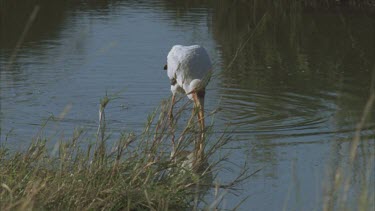 stork fishing in waterhole