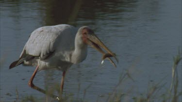 stork with catfish in beak in waterhole