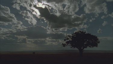 landscape sunset single acacia