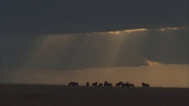 landscape sunset silhouette of wildebeest