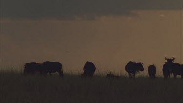 landscape sunset silhouette of wildebeest
