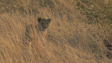 lioness atop climbs down ant mound followed by two others