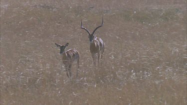 male impala chases female