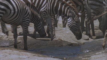 zebra herd drinks at stream