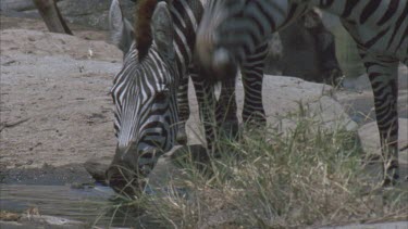 big herd zebra herd drinks at stream