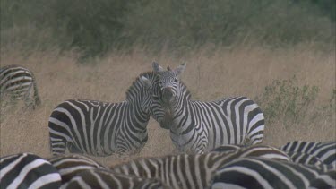 zebra necking and muzzles lifting