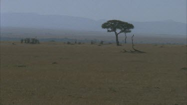 landscape single acacia tree cheetah through frame