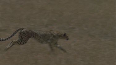 slow mo cheetah runs then stops