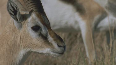 face of gazelle eyes horns ears