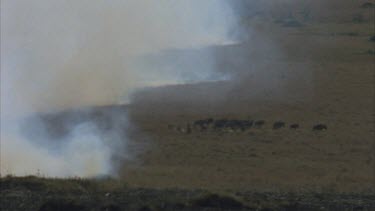 fire front approaching herd of topi