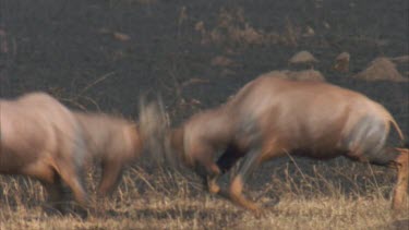 males rutting and scent marking