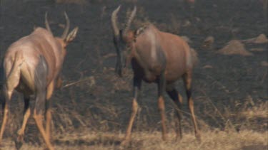 males rutting and scent marking