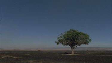 burnt landscape with single tree