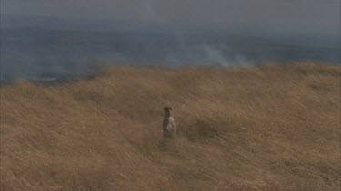 stands in grass smoldering fire behind