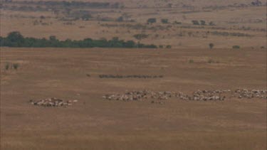 Masai cattle herds