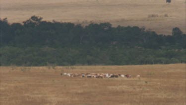 Masai cattle herds moving through grasslands