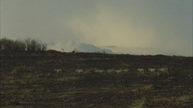 herd zebra walk across charred blackened landscape after grass fire