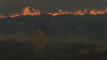 lioness walk towards flames