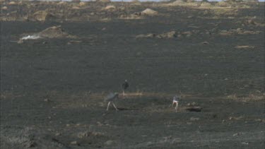 three marabou stork scavenges on blackened ground