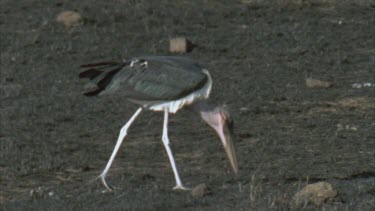 marabou stork scavenges on blackened ground