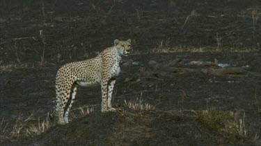 stands on termite mound burnt ground mother calling female