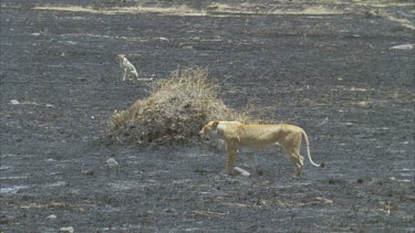 cheetah watches lioness walk away  lioness has just killed cheetah cub