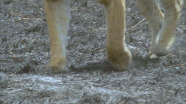 lioness feet walks across burnt ground