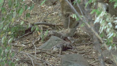 lioness sniffs dead mauled lie in undergrowth