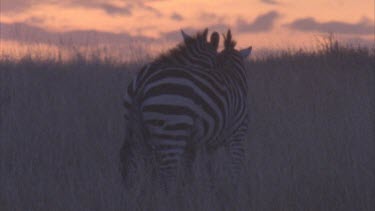 silhouette zebras necking at sunset.