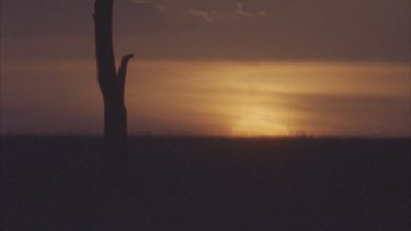 silhouette lone tree trunk on plain