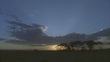 silhouette acacia trees on plain dramatic clouds and sky