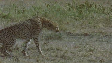 cheetah takes off to chase