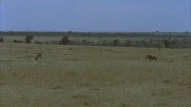 cheetah on plains in stand off with warthog