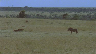 cheetah on plains in stand off with warthog it chases cheetah