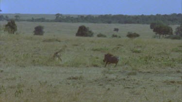 warthog chases cheetah then warthog runs away