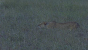 stalking in long grass