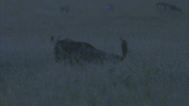 low light but chases and catches wildebeest and brings down