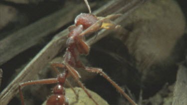 preens antennae then walks out of shot over leaf