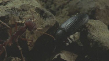 tries to attack scarab beetle