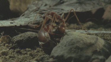 attacks scarab beetle and envenomates