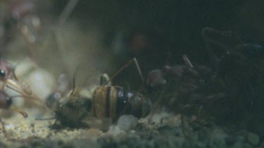 carries honey bee into nest for larvae